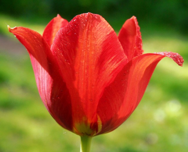 Tulipa_classic_FotoTakkk_Hungary