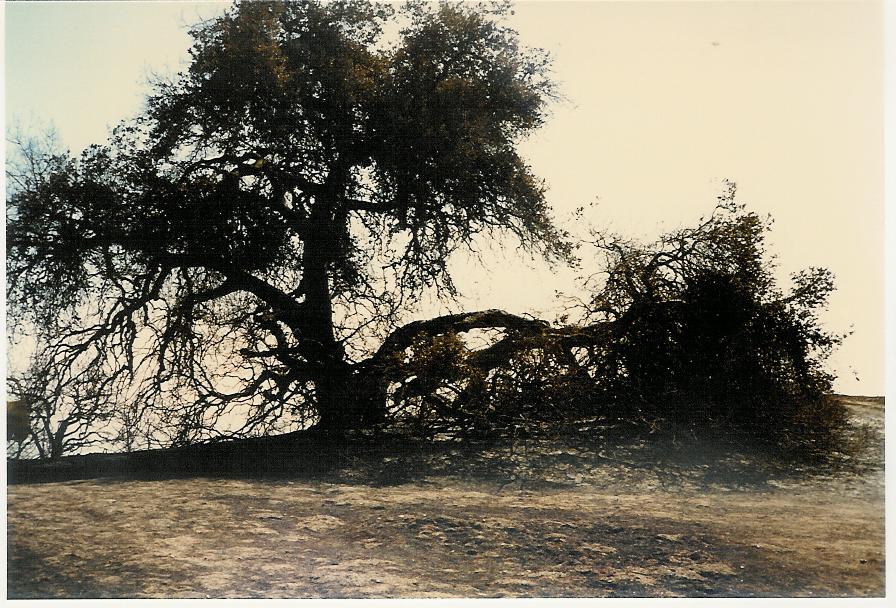 BABA'S TREE days after what Meher Mount calls the "New Life Fire" which occurred on  October 14, 1985. (Sam Ervin photo, 1985.)