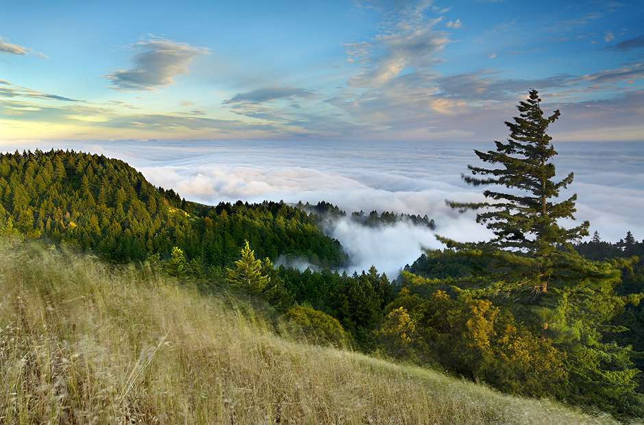The wind bent the trees and grasses as the fog rolled quickly over the lower hills at Mt Tamalpais on a late spring evening. Most of the time when there is low ocean fog, the skies are clear, so seeing higher clouds in the sky is a rare event. I used a 1/2-second exposure to show a little motion in the fog and the foreground grasses. I like including motion whenever possible even if it is extra work. I had to shelter the camera and tripod with my body in order to avoid camera shake.