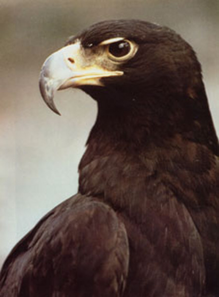 blackeagle3