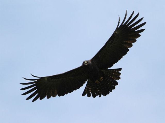 blackeagle6