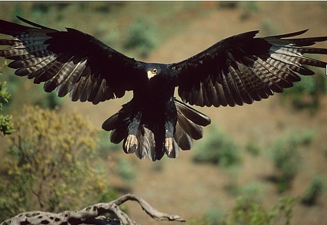 blackeagle7